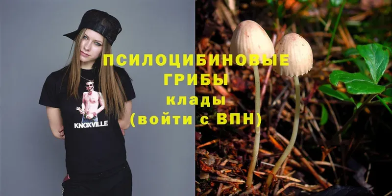 mega вход  Кузнецк  Псилоцибиновые грибы Psilocybe 